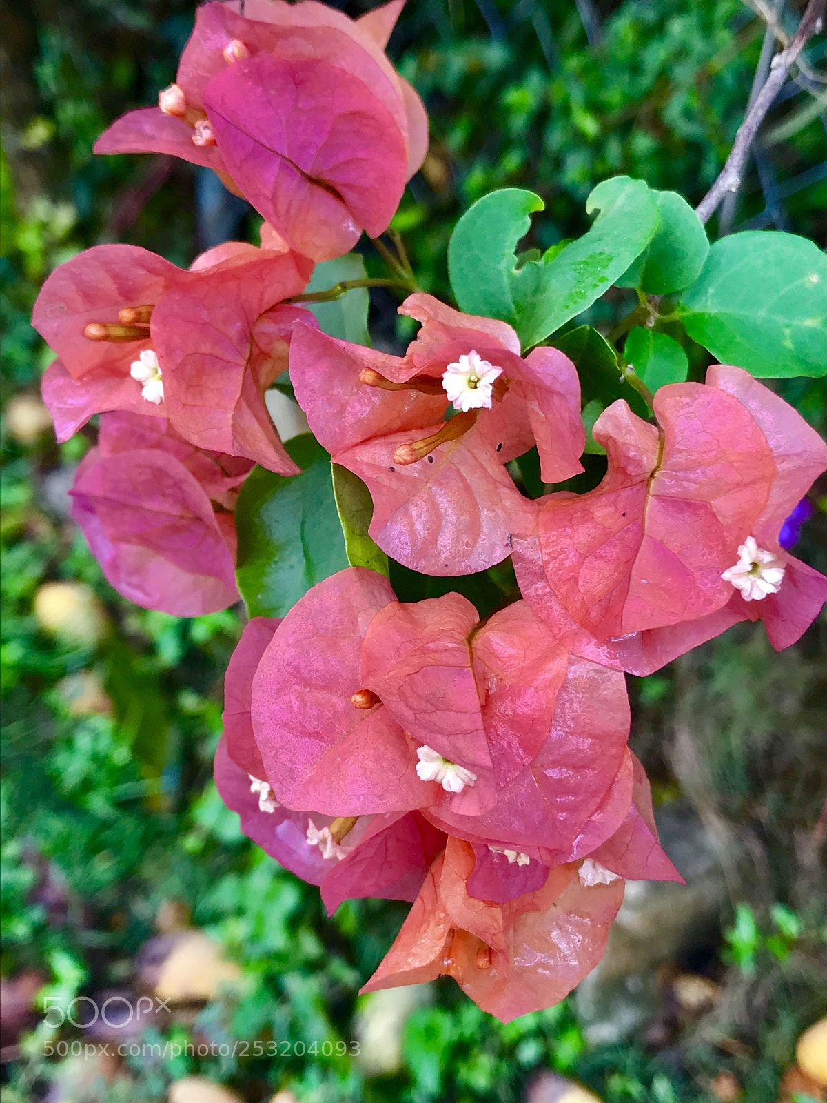 Apple iPhone 7 sample photo. Mayagüez ii photography