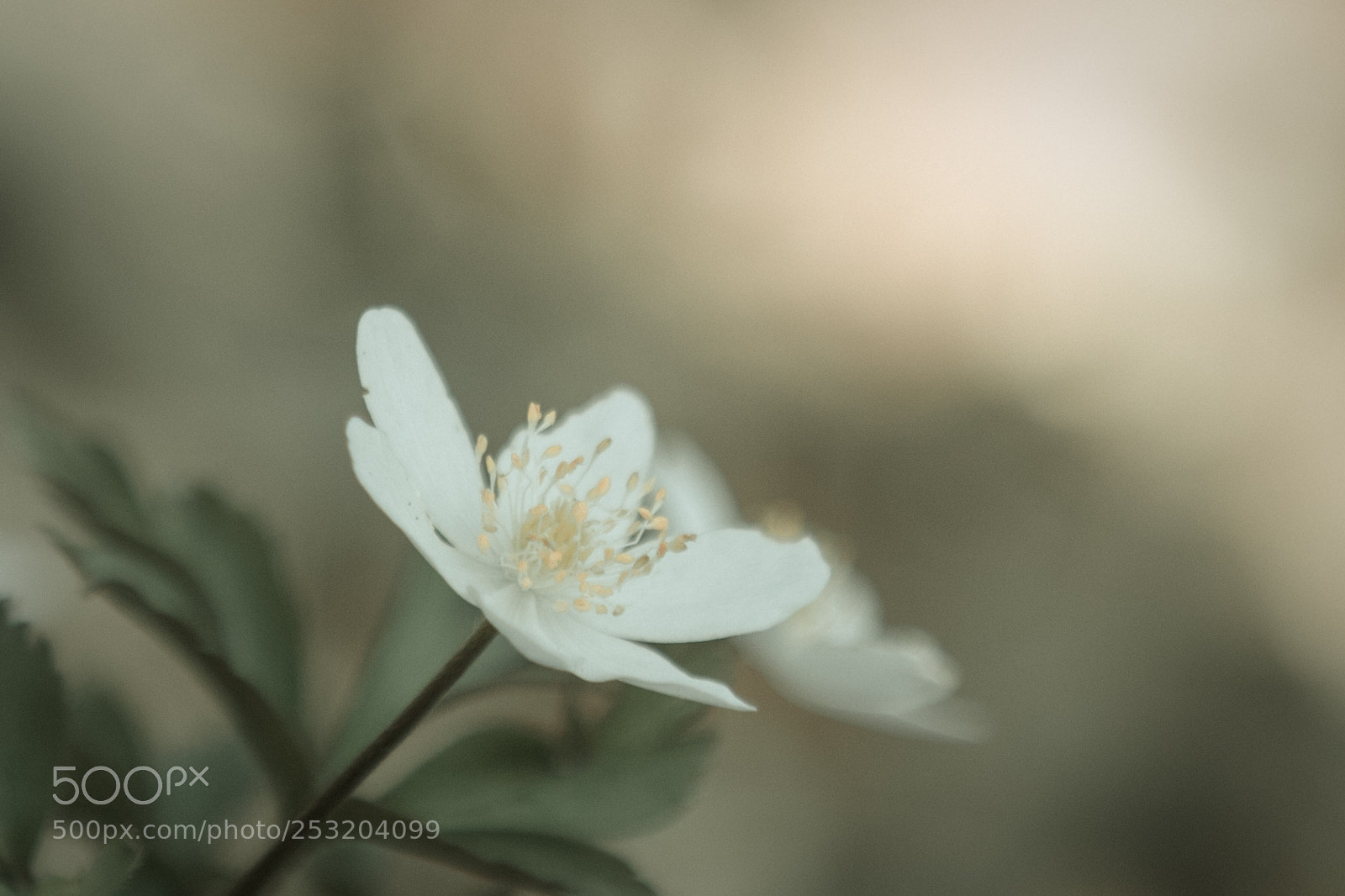 Canon EOS 80D sample photo. Anemone photography