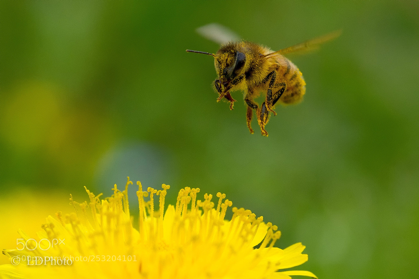 Nikon D3S sample photo. Bee inflight photography