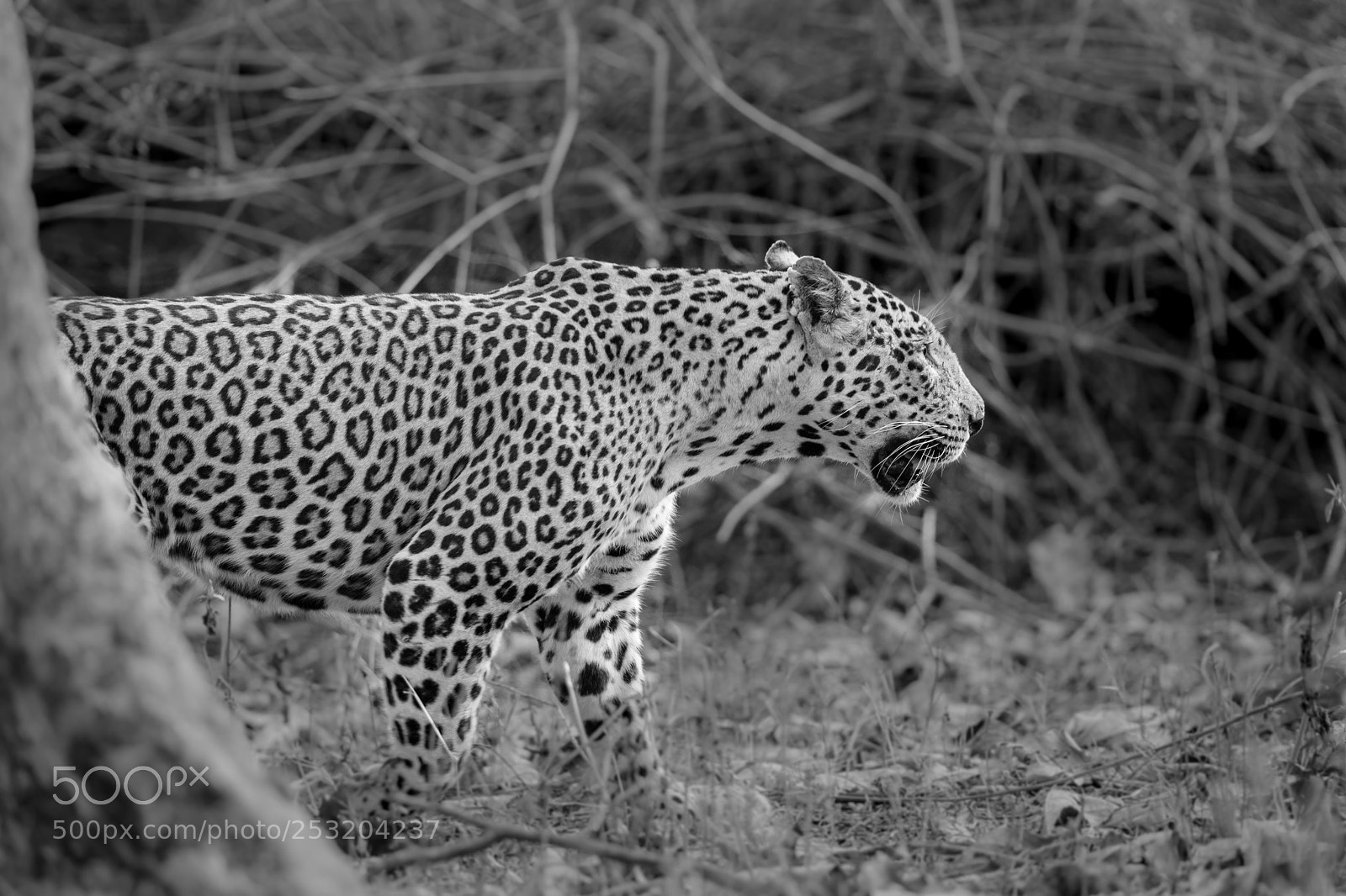 Canon EOS 5D Mark IV sample photo. Leopard... photography