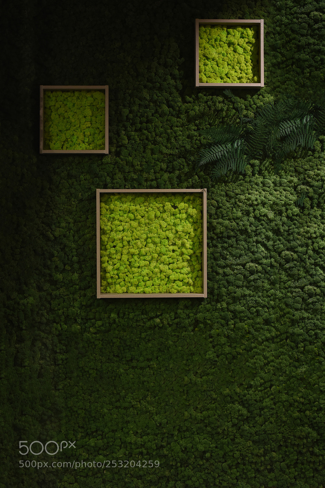 Nikon D810 sample photo. Dark green moss wall photography