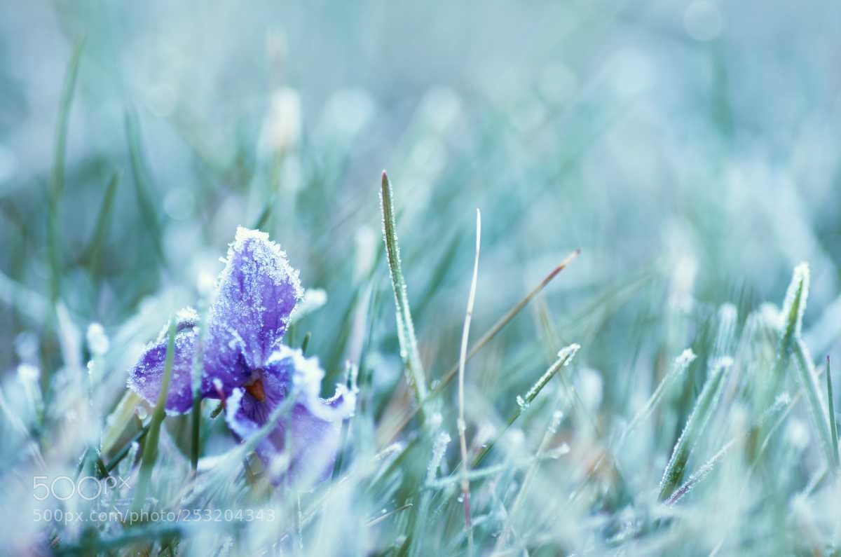 Nikon D7000 sample photo. Frosty april photography