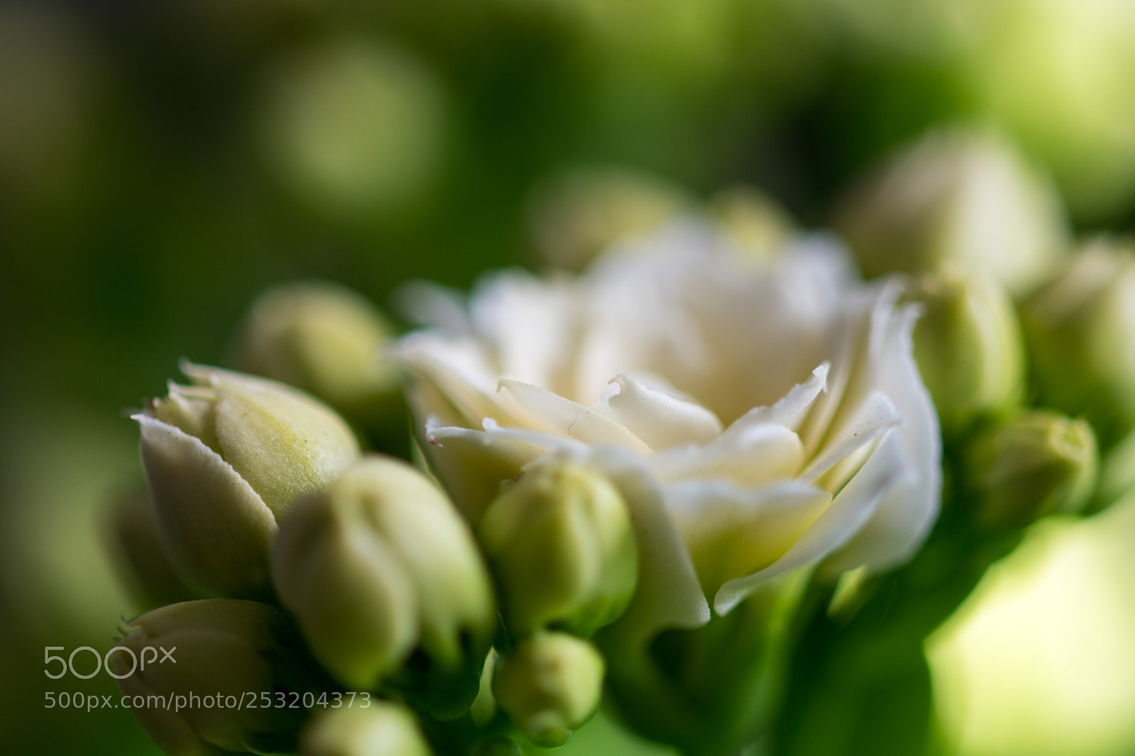 Nikon D500 sample photo. Blooming photography