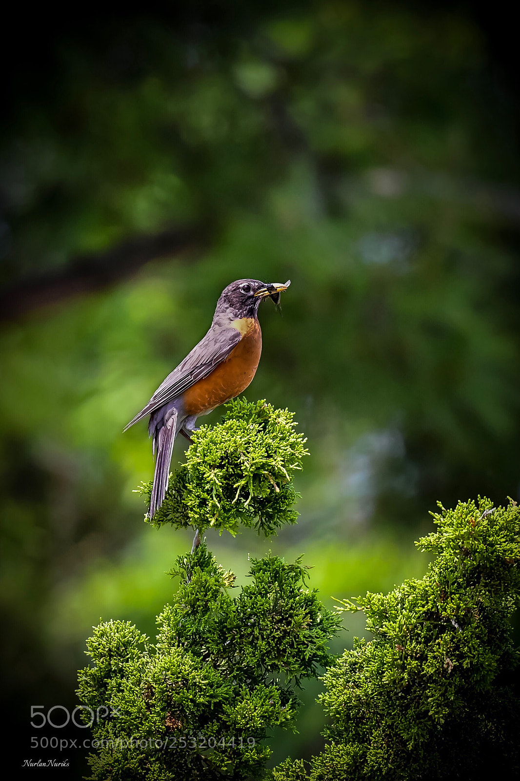 Nikon D500 sample photo. American robin / 5 photography