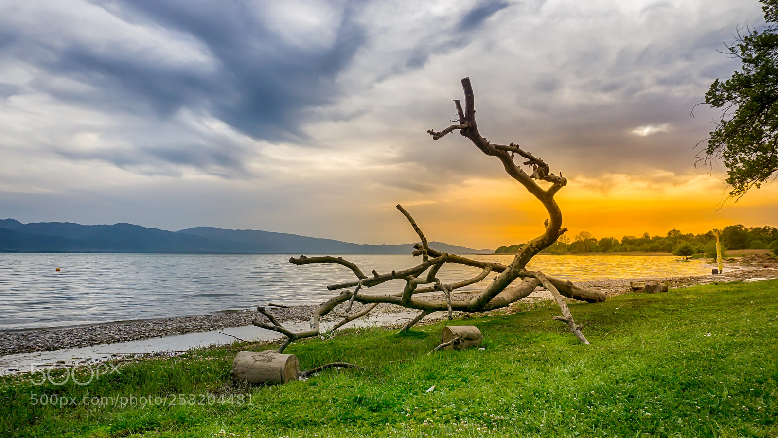 Sony a6000 sample photo. Dead tree at the photography