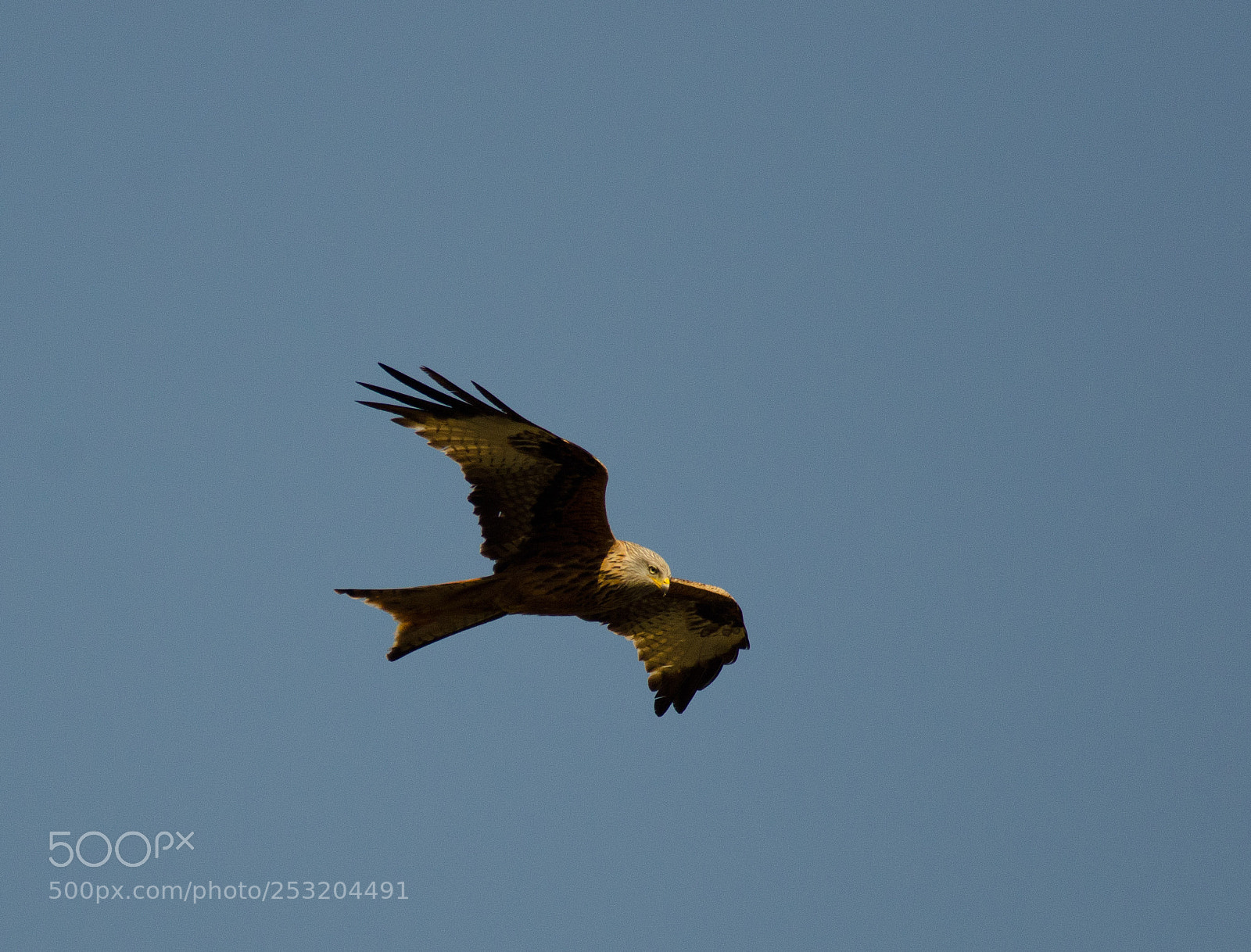 Nikon D7000 sample photo. Rode wouw/red kite photography