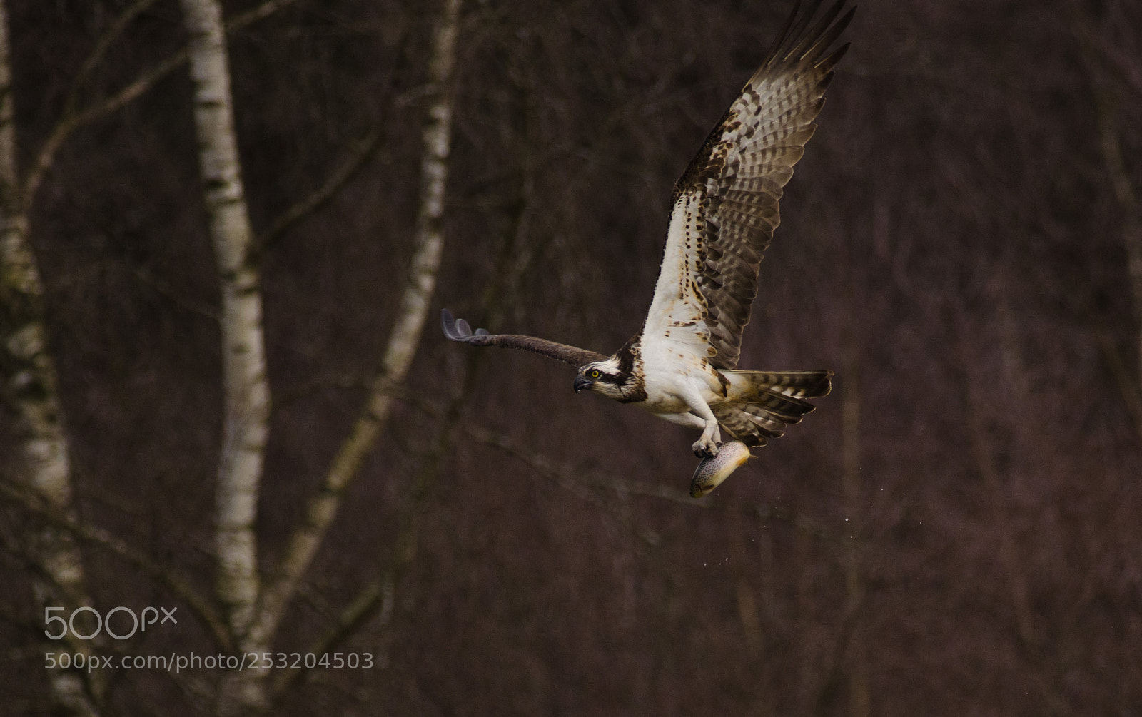 Nikon D7000 sample photo. Visarend/osprey photography