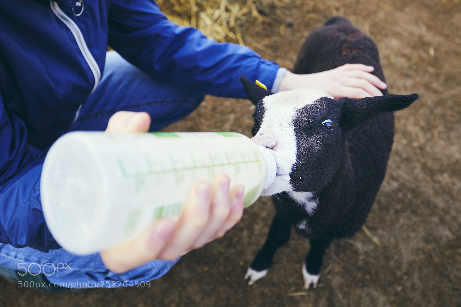 Canon EOS 5D Mark IV sample photo. Feeding little lamb photography