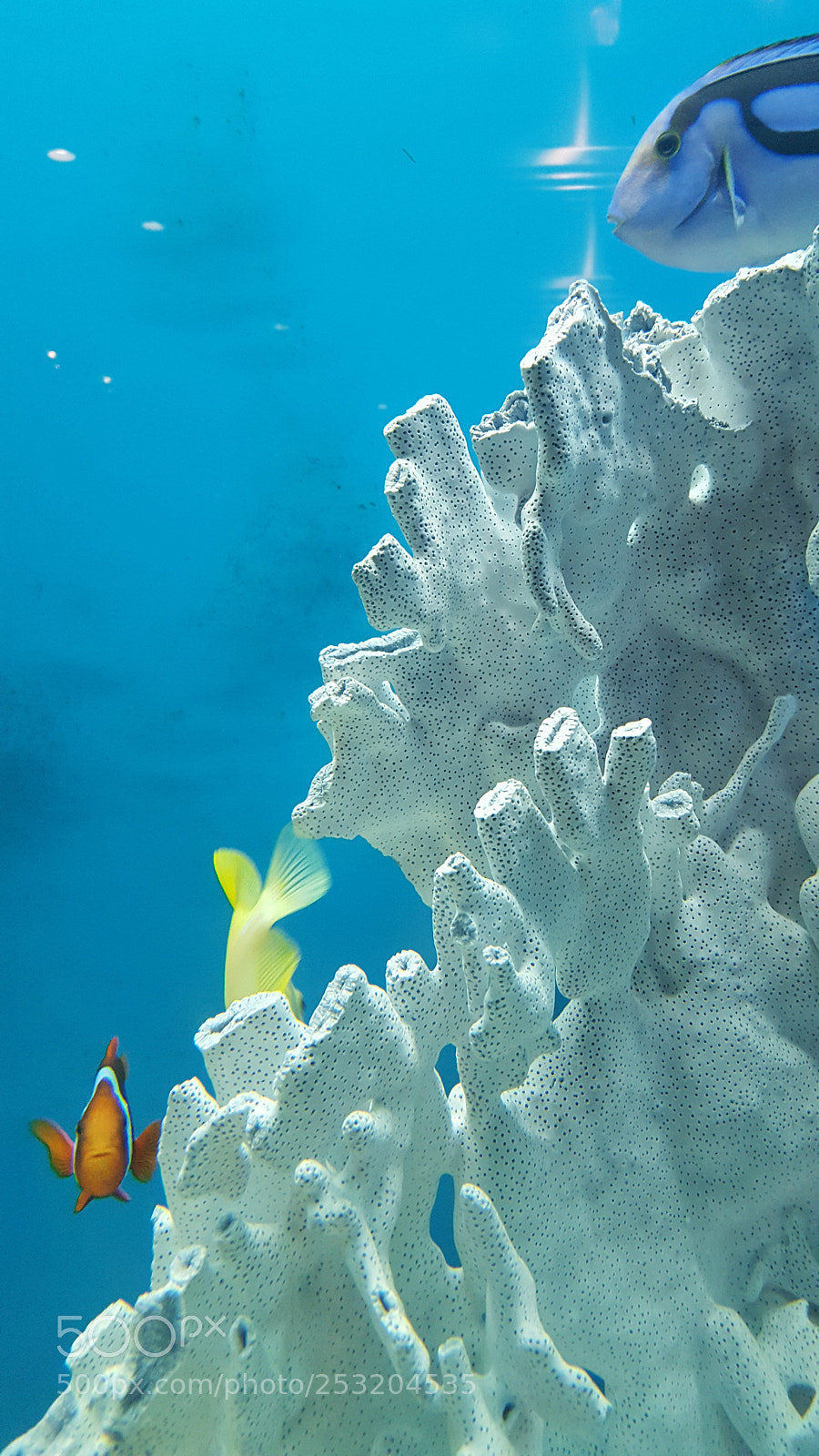 Samsung Galaxy S6 sample photo. Fish in coral photography