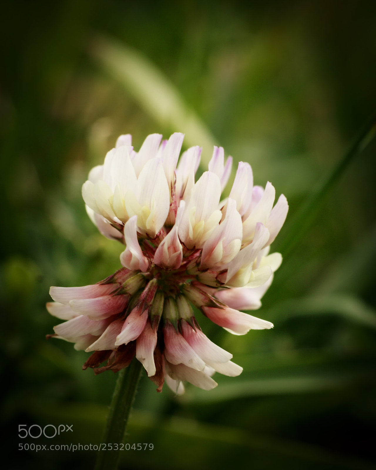 Canon EOS 760D (EOS Rebel T6s / EOS 8000D) sample photo. Portrait of a blossom photography