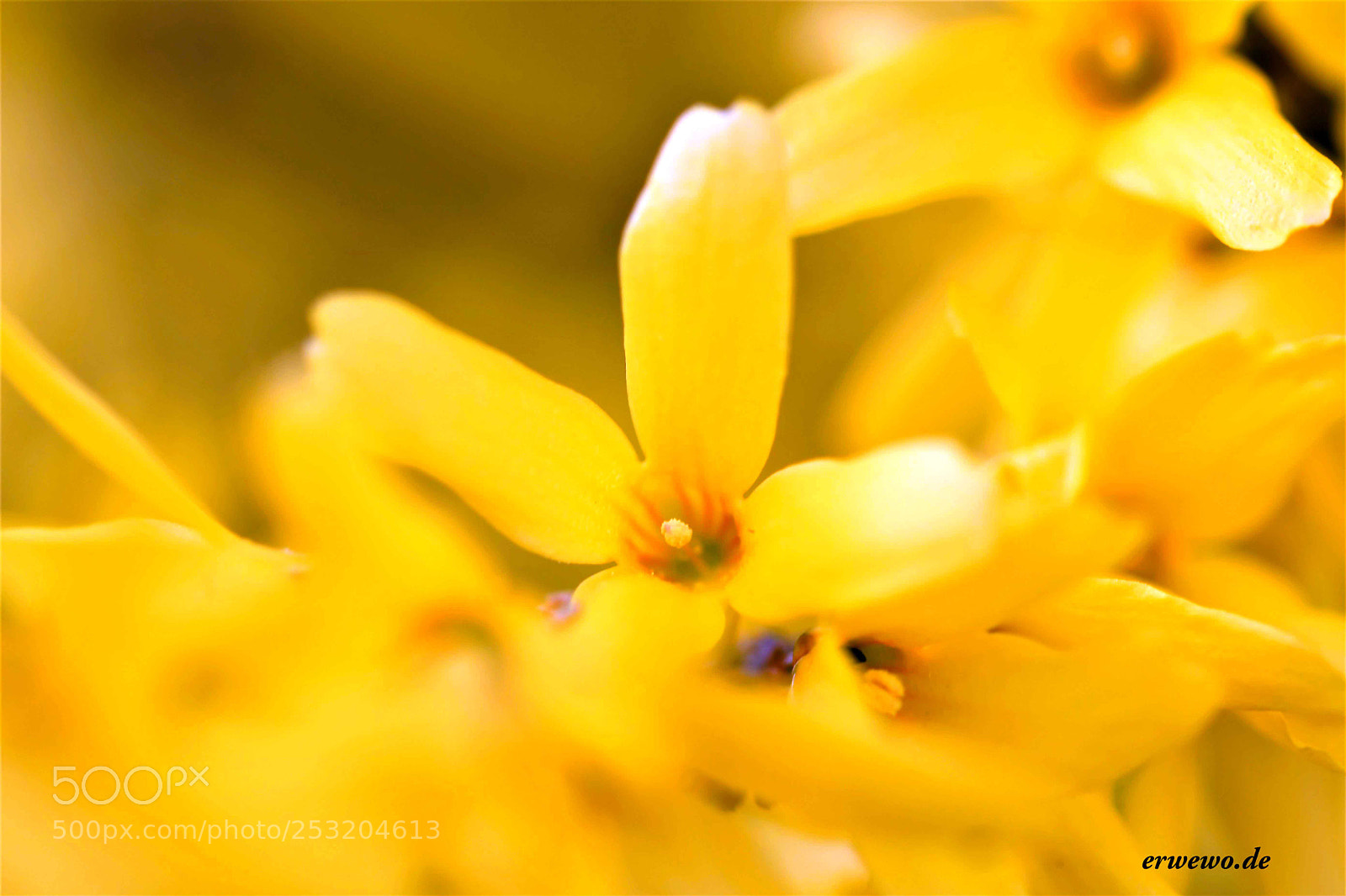 Nikon D500 sample photo. In a yellow world photography