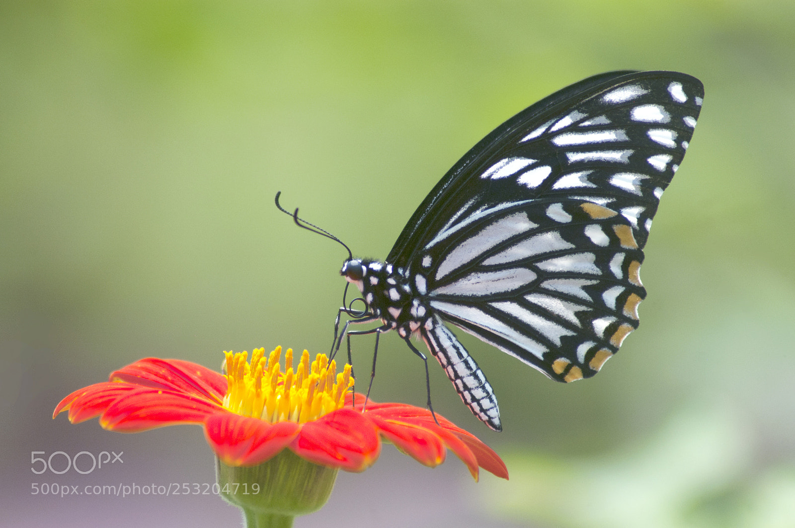 Nikon D50 sample photo. Swallowtail butterfly photography