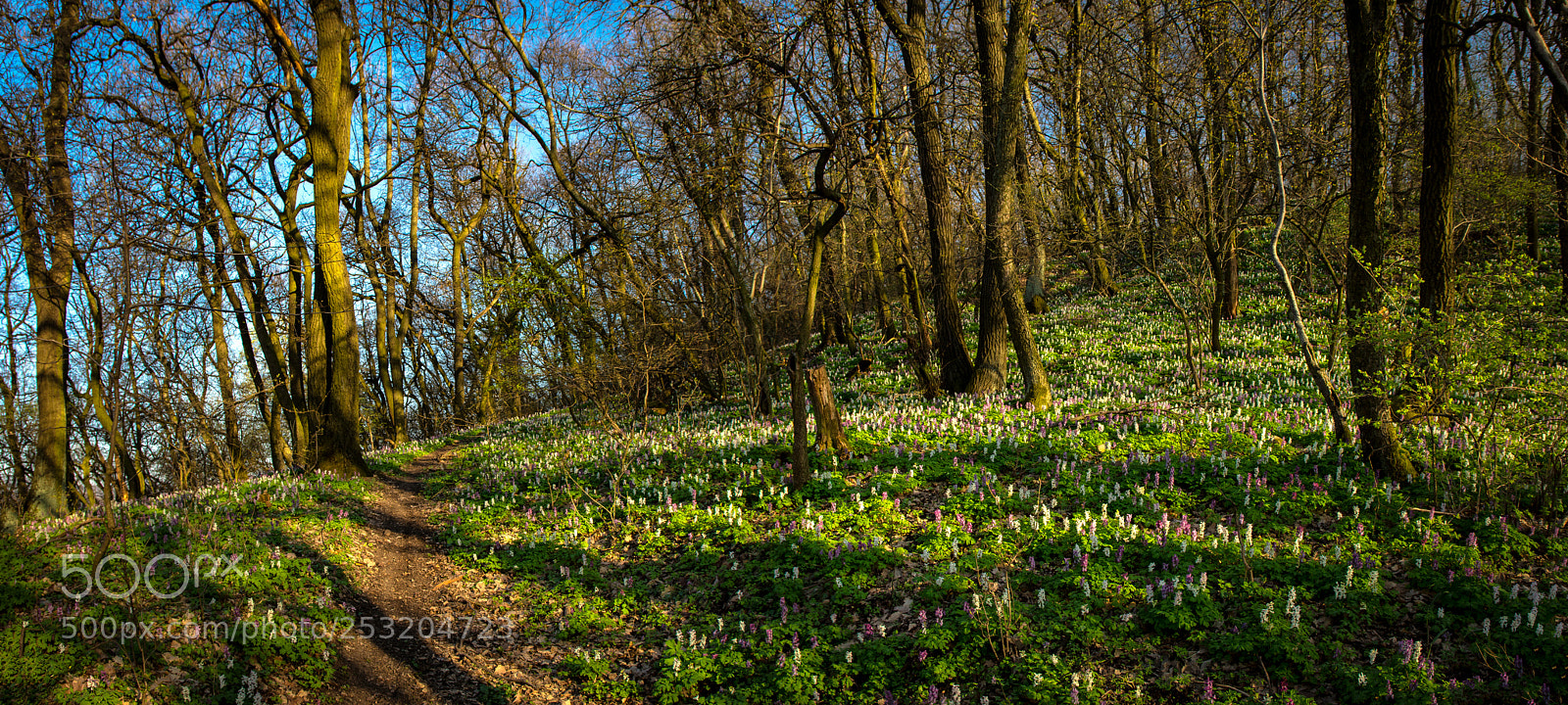 Nikon D7200 sample photo. Forest flower carpet photography