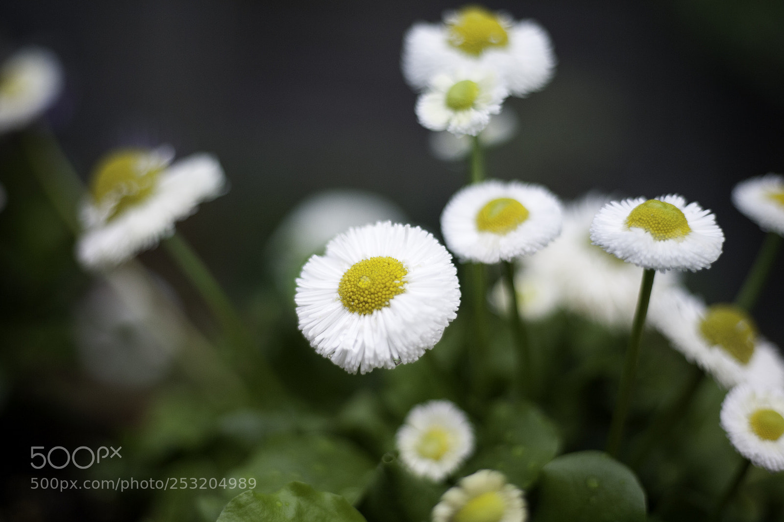 Canon EOS 5D sample photo. Creativity photography
