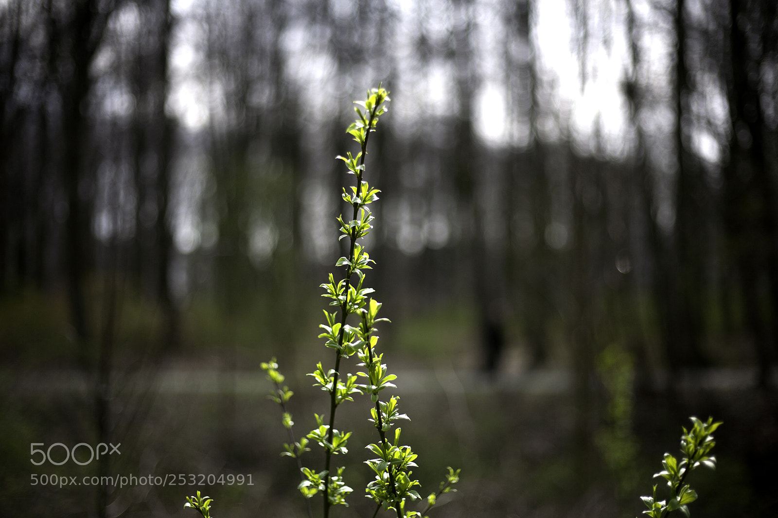 Canon EOS 5D sample photo. Harmony photography