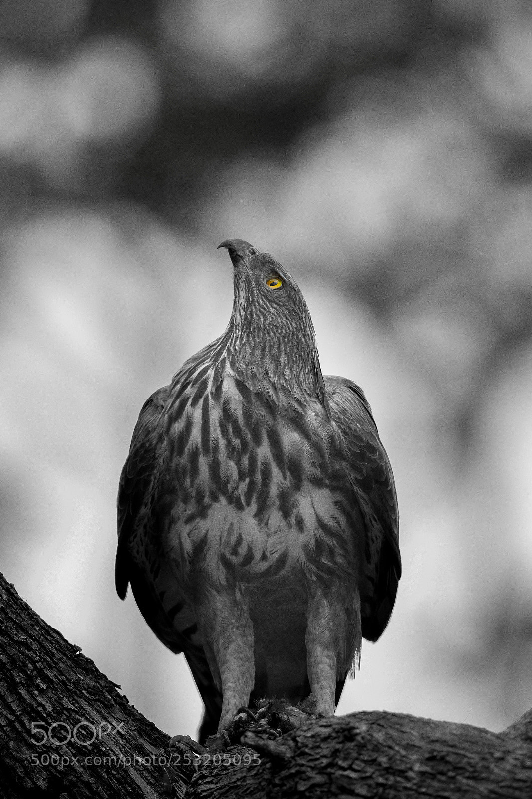 Canon EOS 5D Mark IV sample photo. Eagle with its kill.. photography