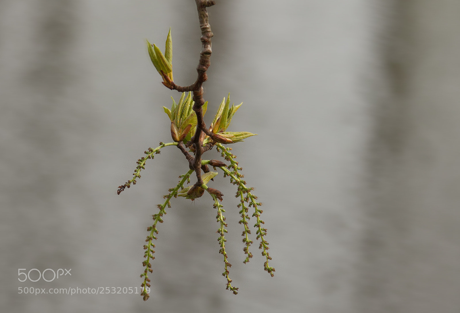 Canon EOS 50D sample photo. The beginning photography