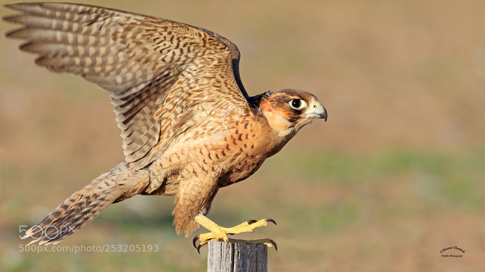Canon EOS 7D Mark II sample photo. Barbary falcon. photography
