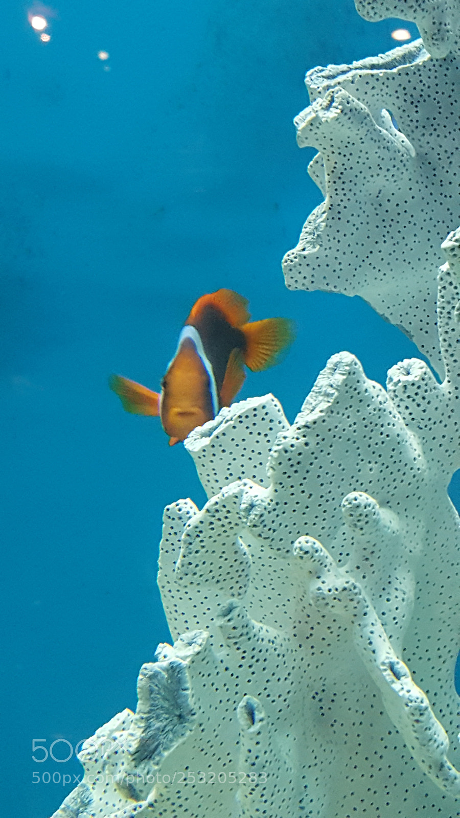Samsung Galaxy S6 sample photo. Clown fish in coral photography