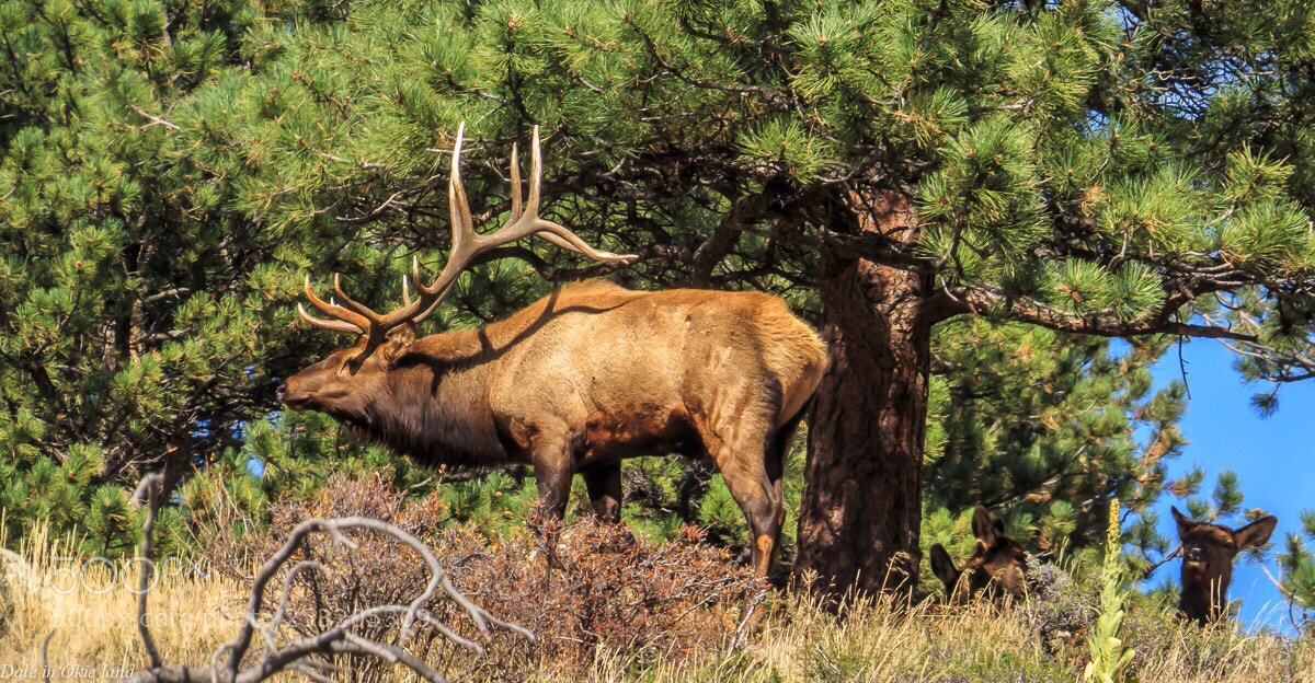 Canon PowerShot SX50 HS sample photo. 2014 rmnp  photography