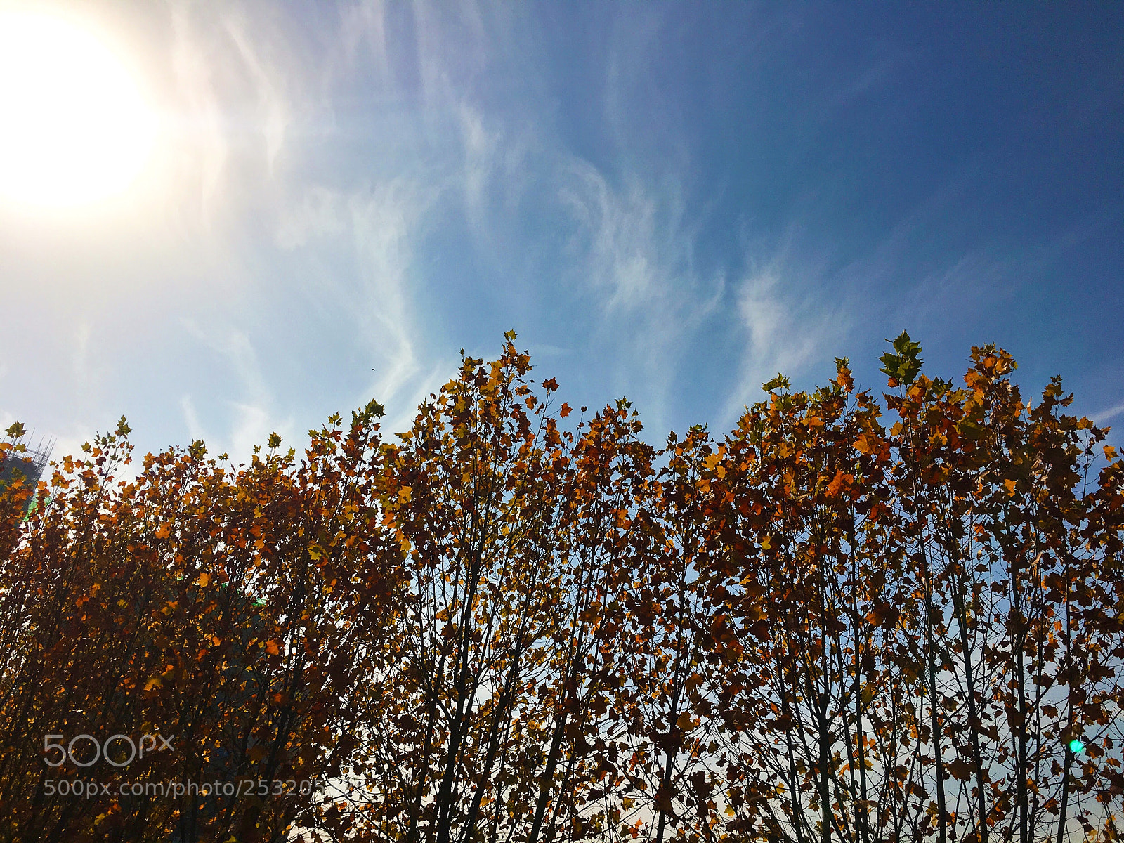 Apple iPhone 6s sample photo. Untitled photography