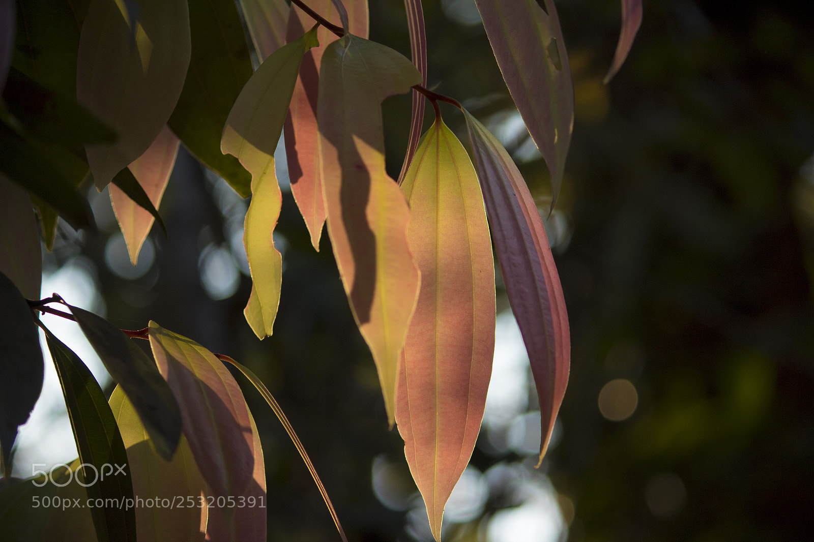 Canon EOS 1300D (EOS Rebel T6 / EOS Kiss X80) sample photo. Leaf at sunset photography