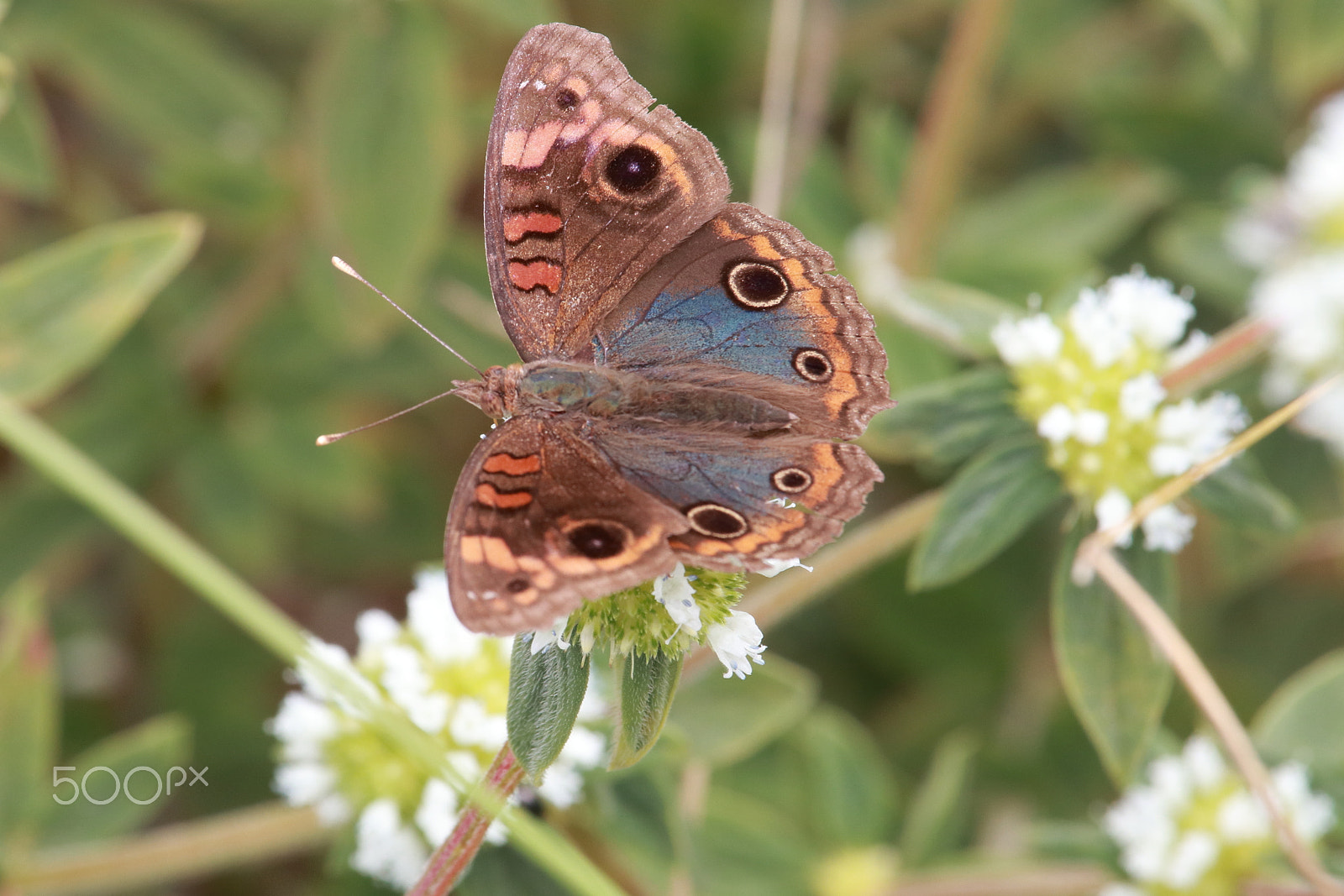 Canon EF-S 55-250mm F4-5.6 IS STM sample photo. Castanheira (junonia coenia) photography