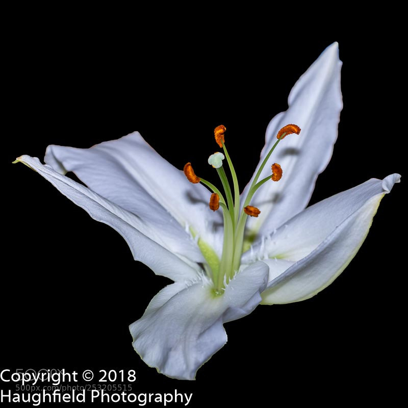 Sony a7R sample photo. White lilly photography