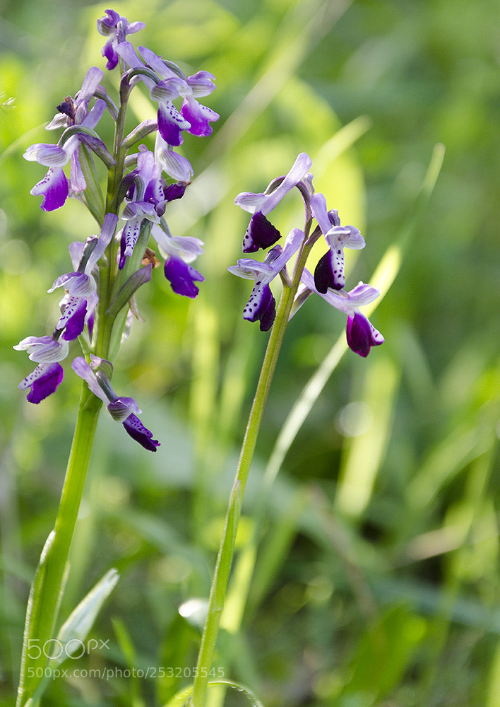 Nikon D7000 sample photo. Coppia di orchidee photography