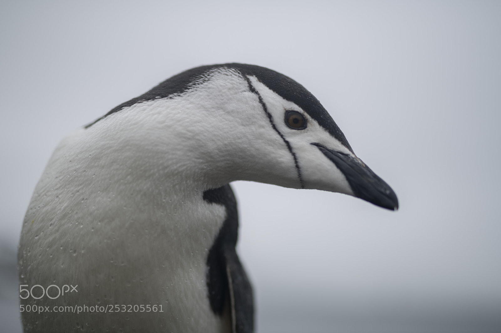 Nikon D850 sample photo. Chinstrap penguin at king photography