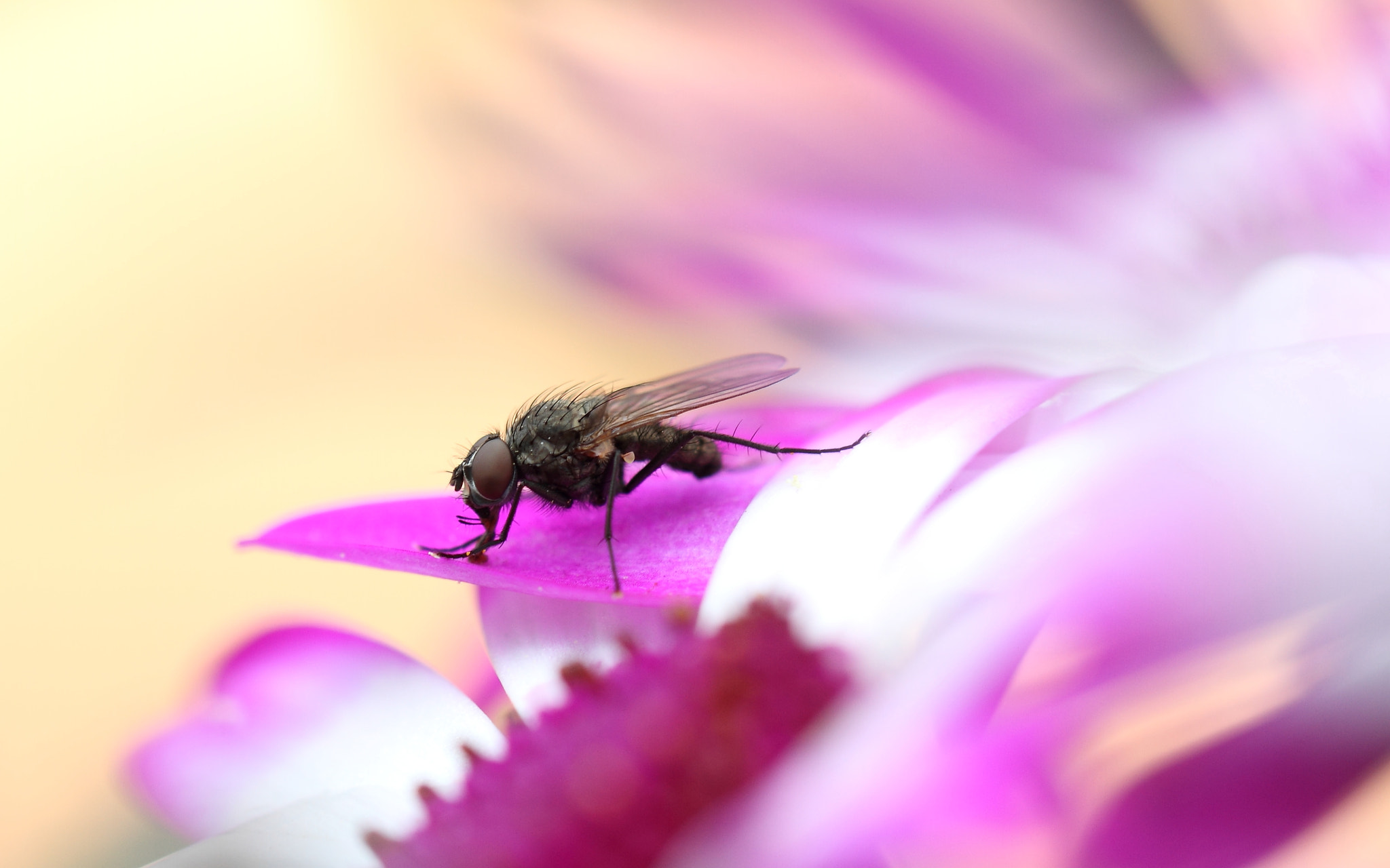 Canon EF 100mm F2.8L Macro IS USM sample photo. La gourmande 3 photography