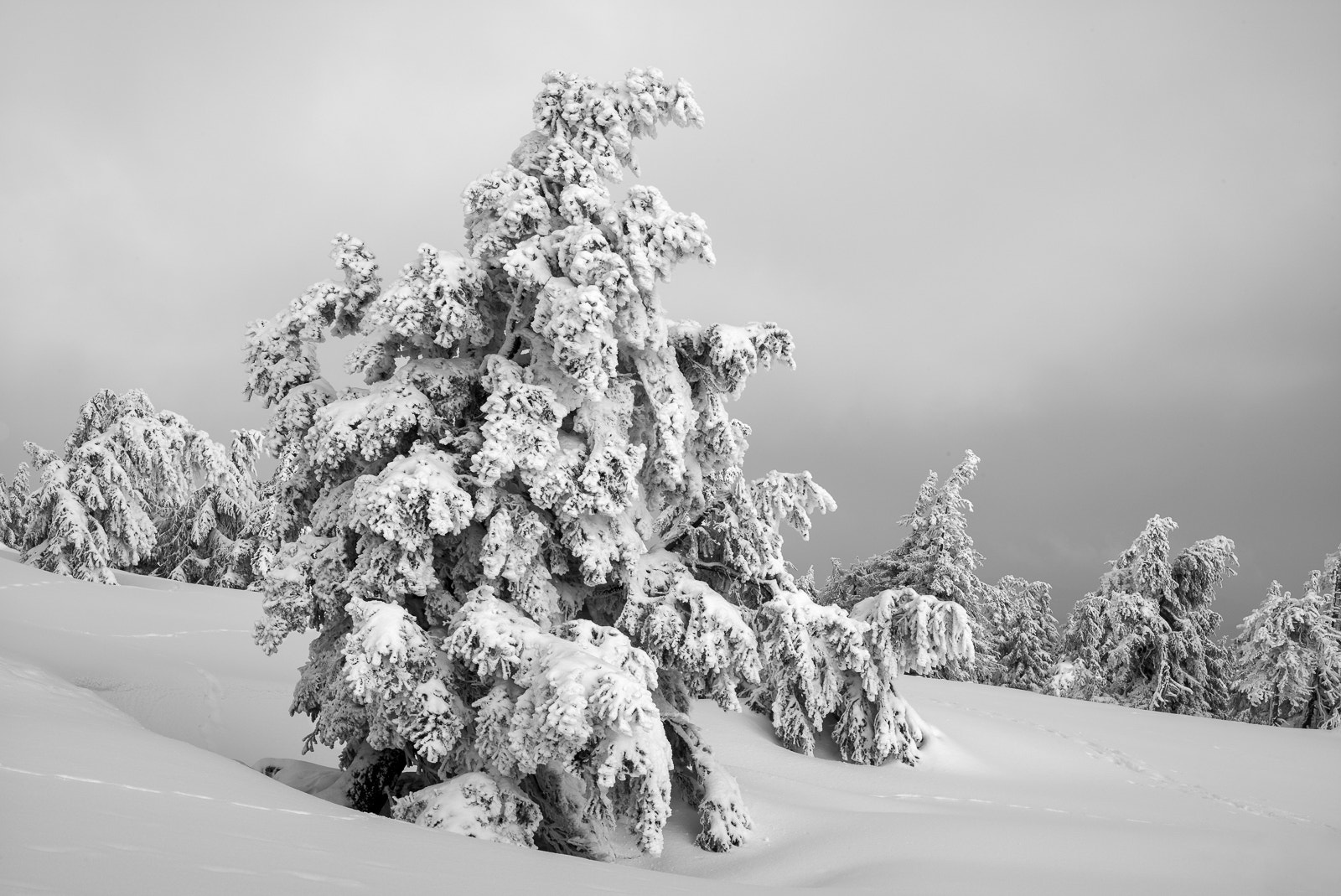Leica M Monochrom (Typ 246) sample photo. Winter auf dem brocken photography