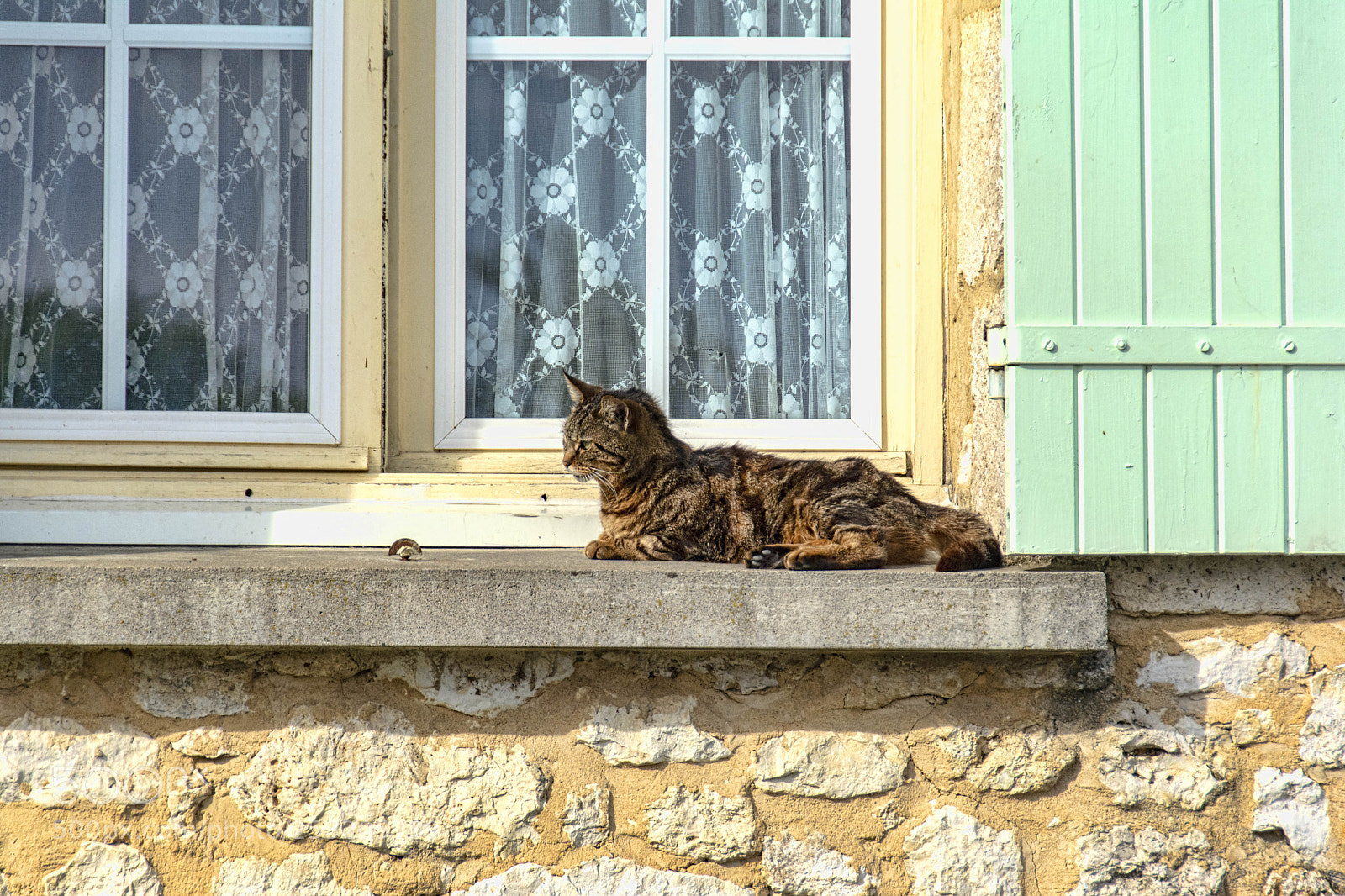 Nikon D5200 sample photo. Cat in labarde... photography