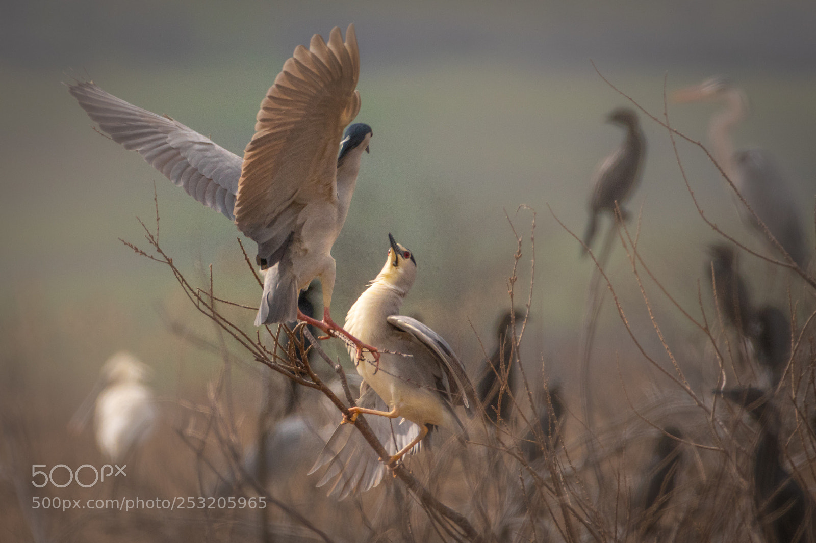 Canon EOS 7D Mark II sample photo. Love story - black-crowned photography