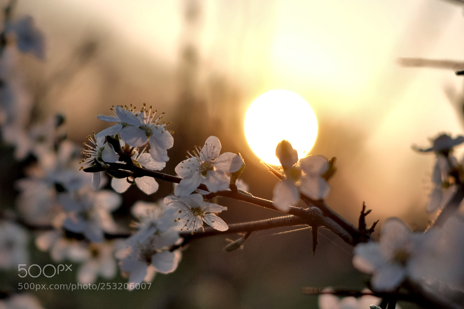 Fujifilm X-T10 sample photo. Spring in the sun photography
