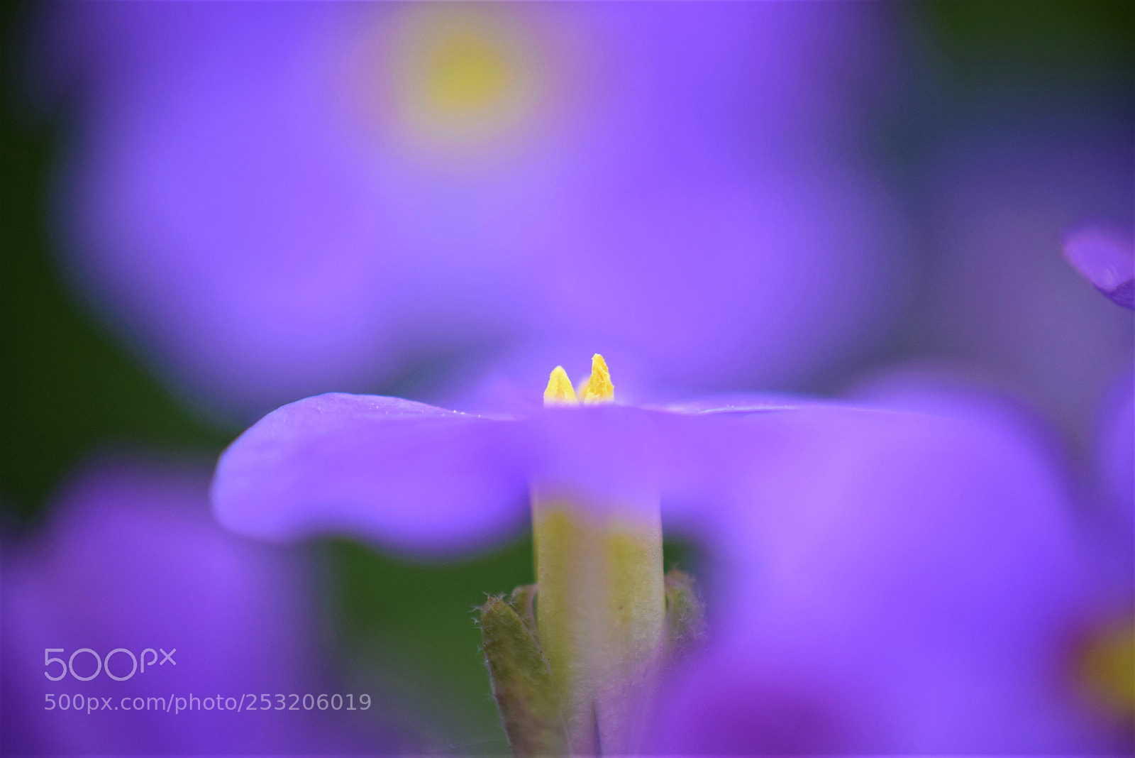 Nikon D3300 sample photo. Purple haze photography