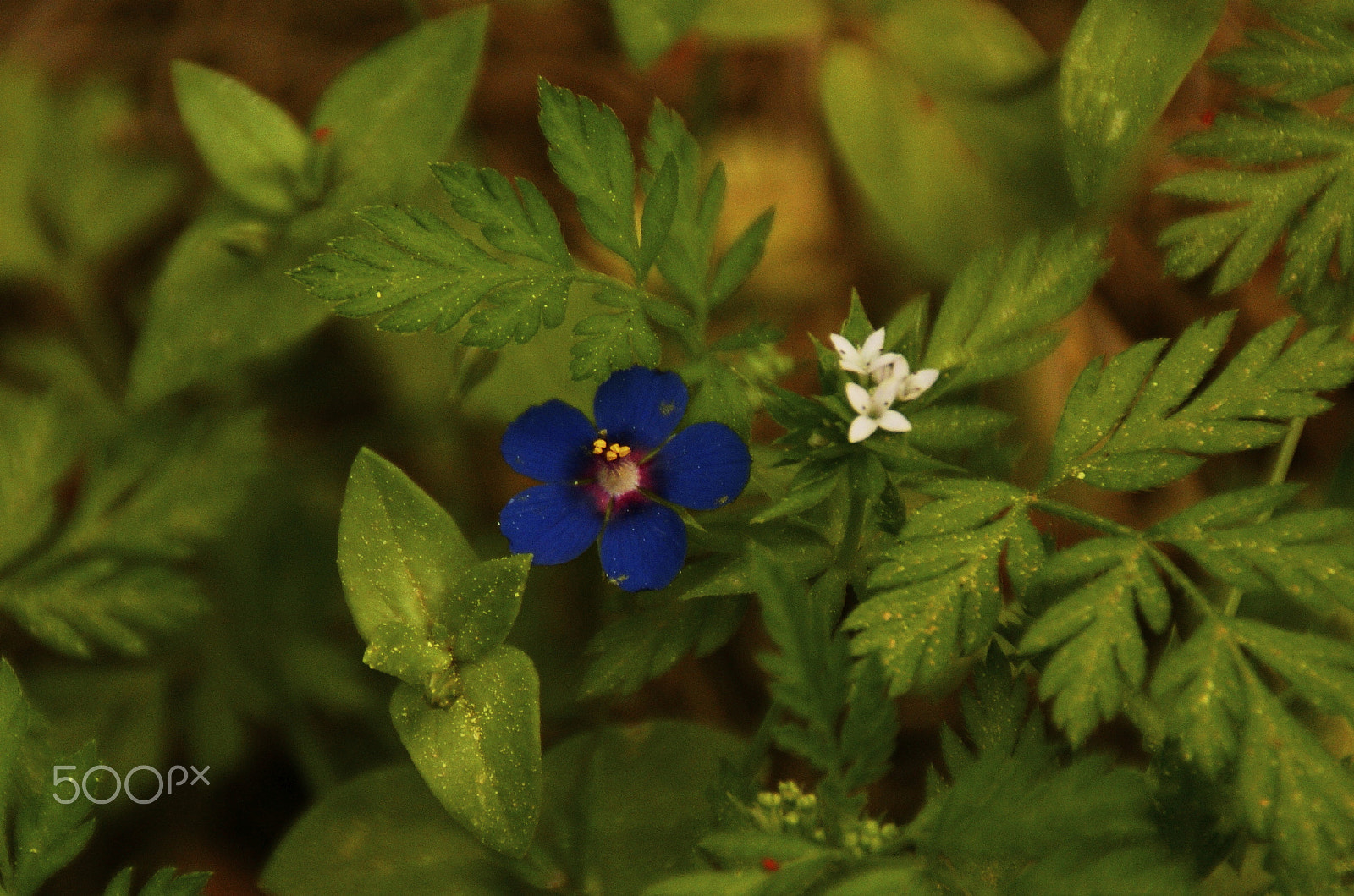 Sony Alpha DSLR-A350 sample photo. Blue & white photography