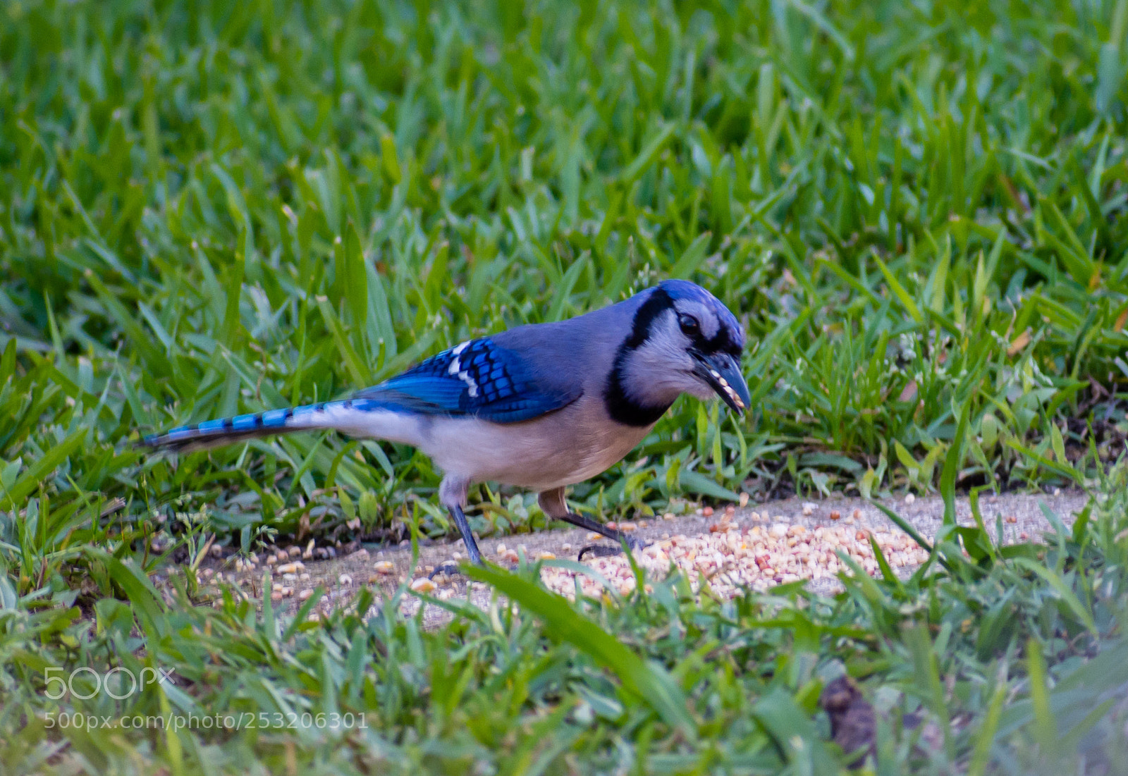 Nikon D7200 sample photo. Bluejay feeding photography