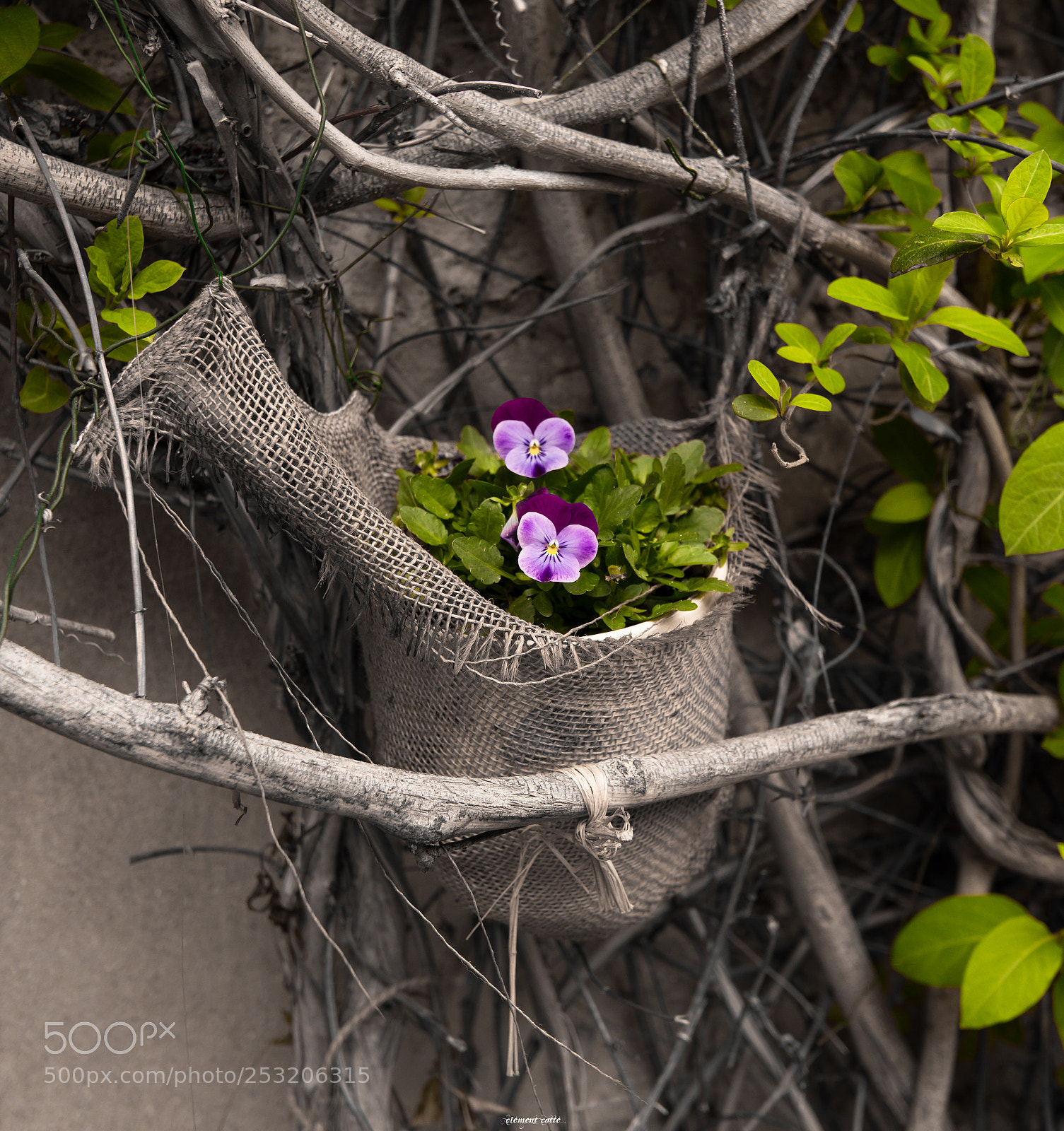 Nikon D800 sample photo. Deux fleurs emmitoufl es photography