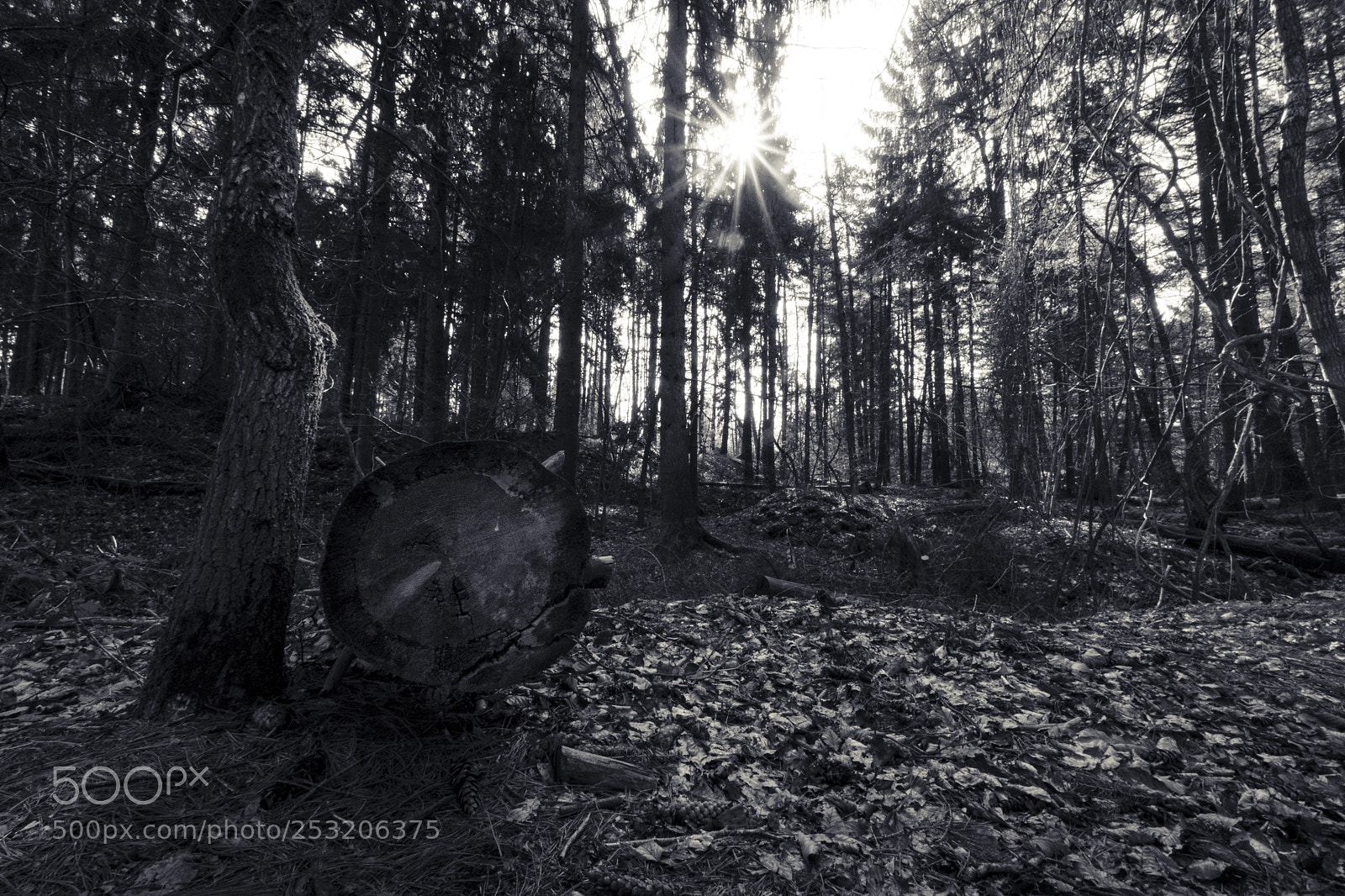 Sony a6500 sample photo. Forest photography