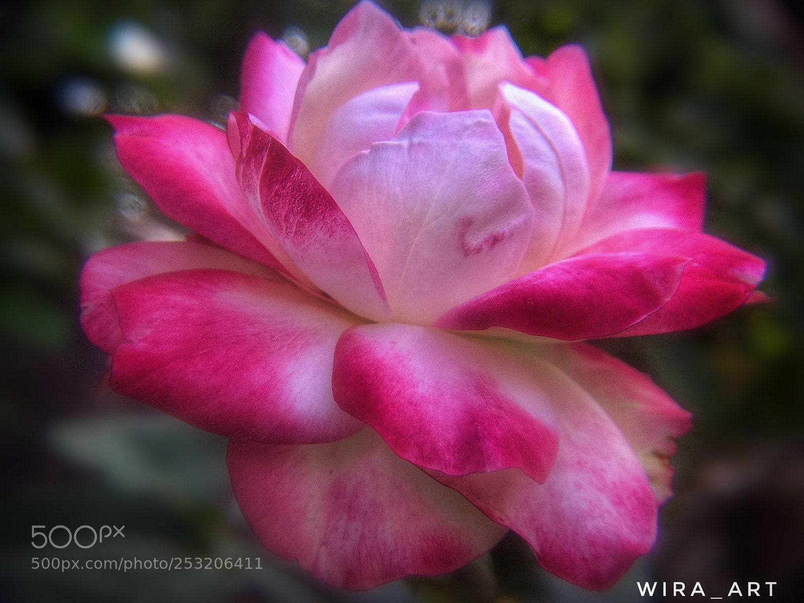 Xiaomi Redmi Note 4 sample photo. Flower photography