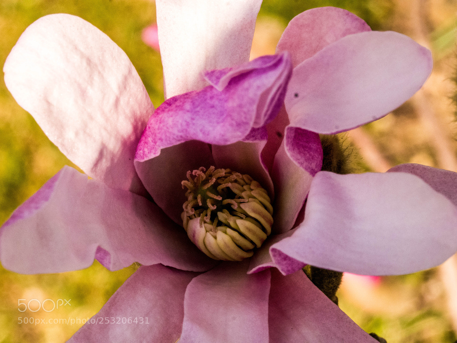 Panasonic DMC-G81 sample photo. Magnolie photography