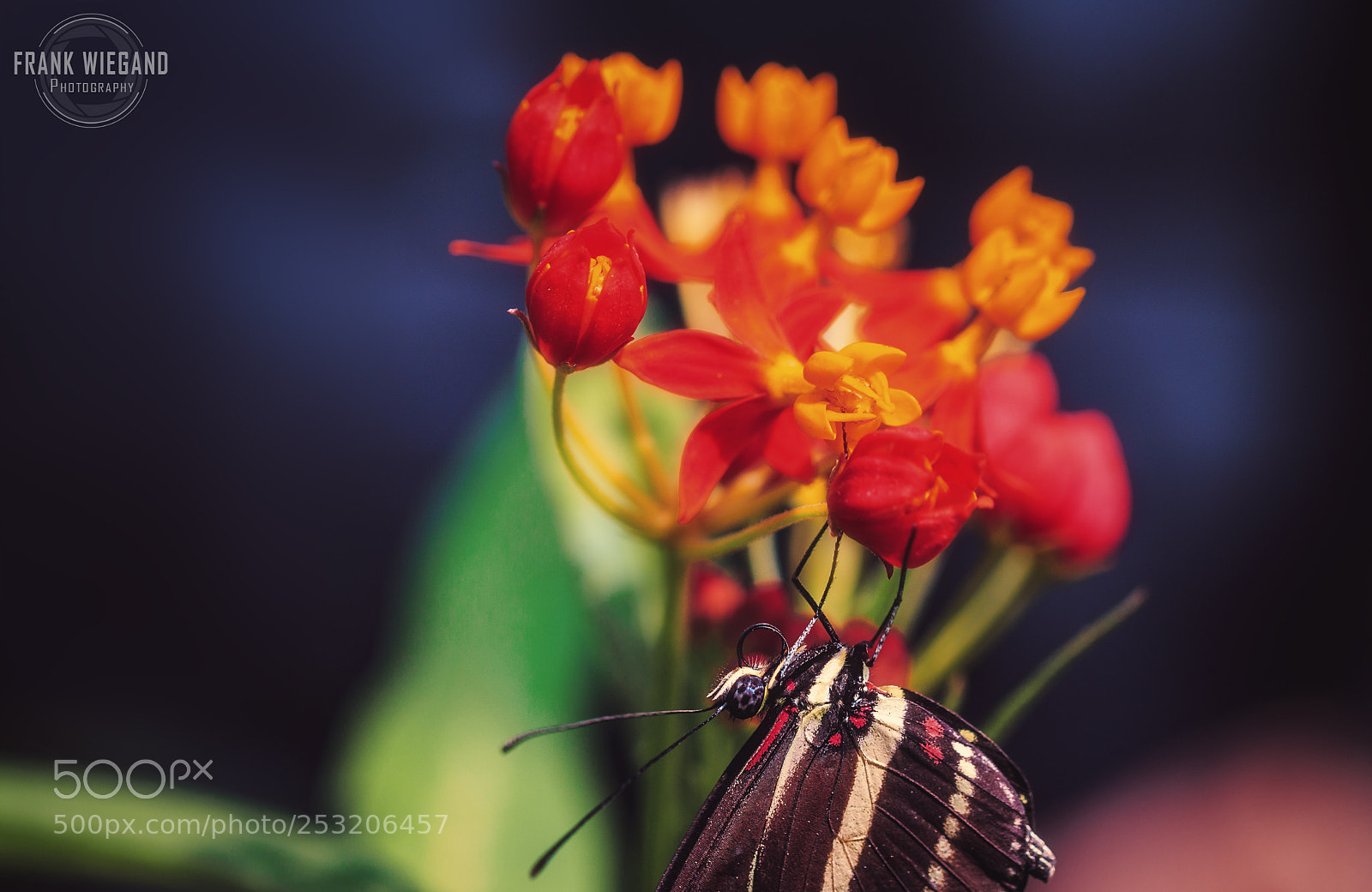 Canon EOS 700D (EOS Rebel T5i / EOS Kiss X7i) sample photo. Chilling butterfly photography