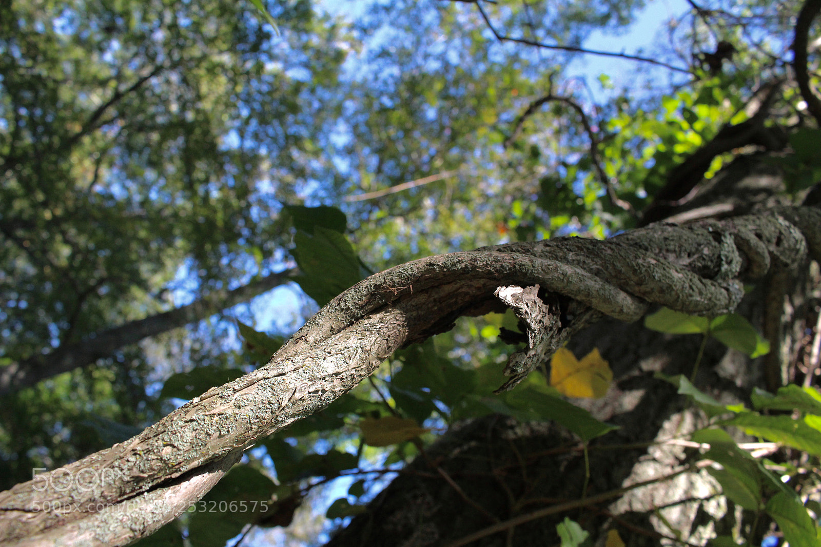 Canon EOS 700D (EOS Rebel T5i / EOS Kiss X7i) sample photo. Twisted roots photography