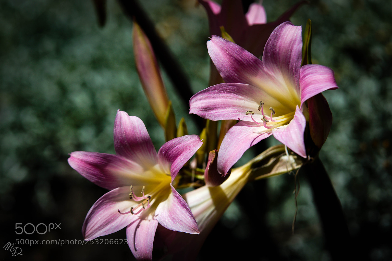Sony SLT-A77 sample photo. Botanical purple and pink photography