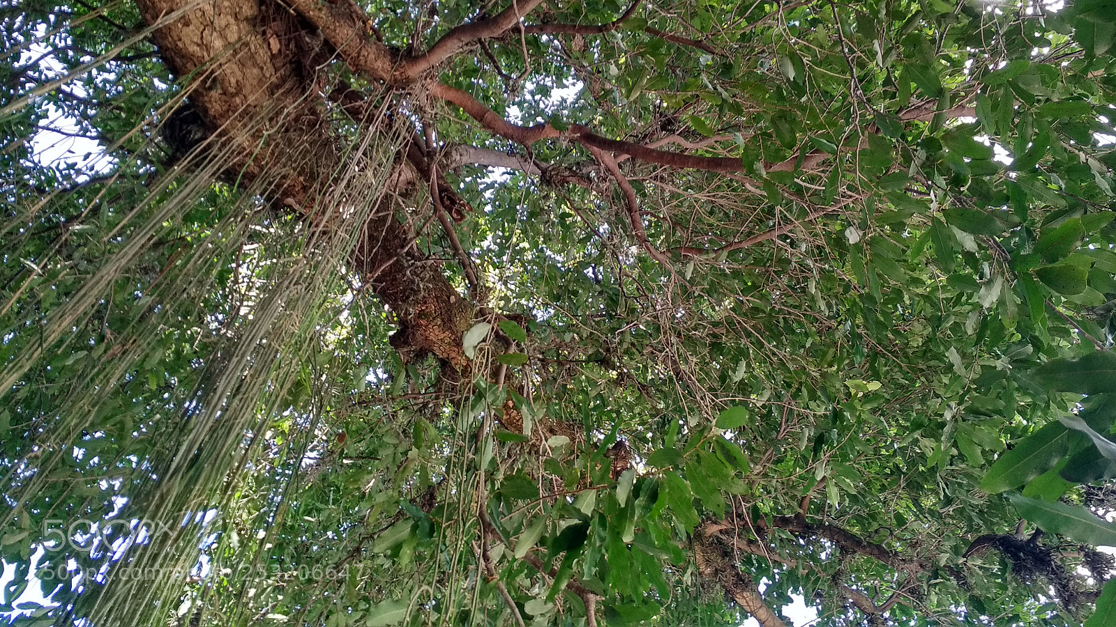 Xiaomi Redmi 4X sample photo. Untitled photography