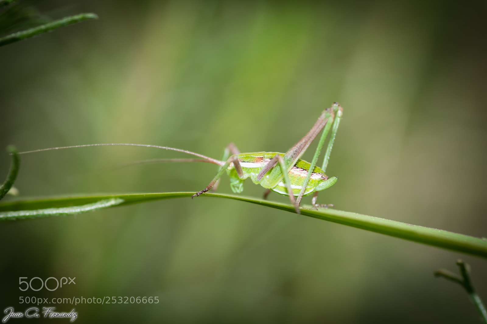 Nikon D7200 sample photo. Grasshopper photography