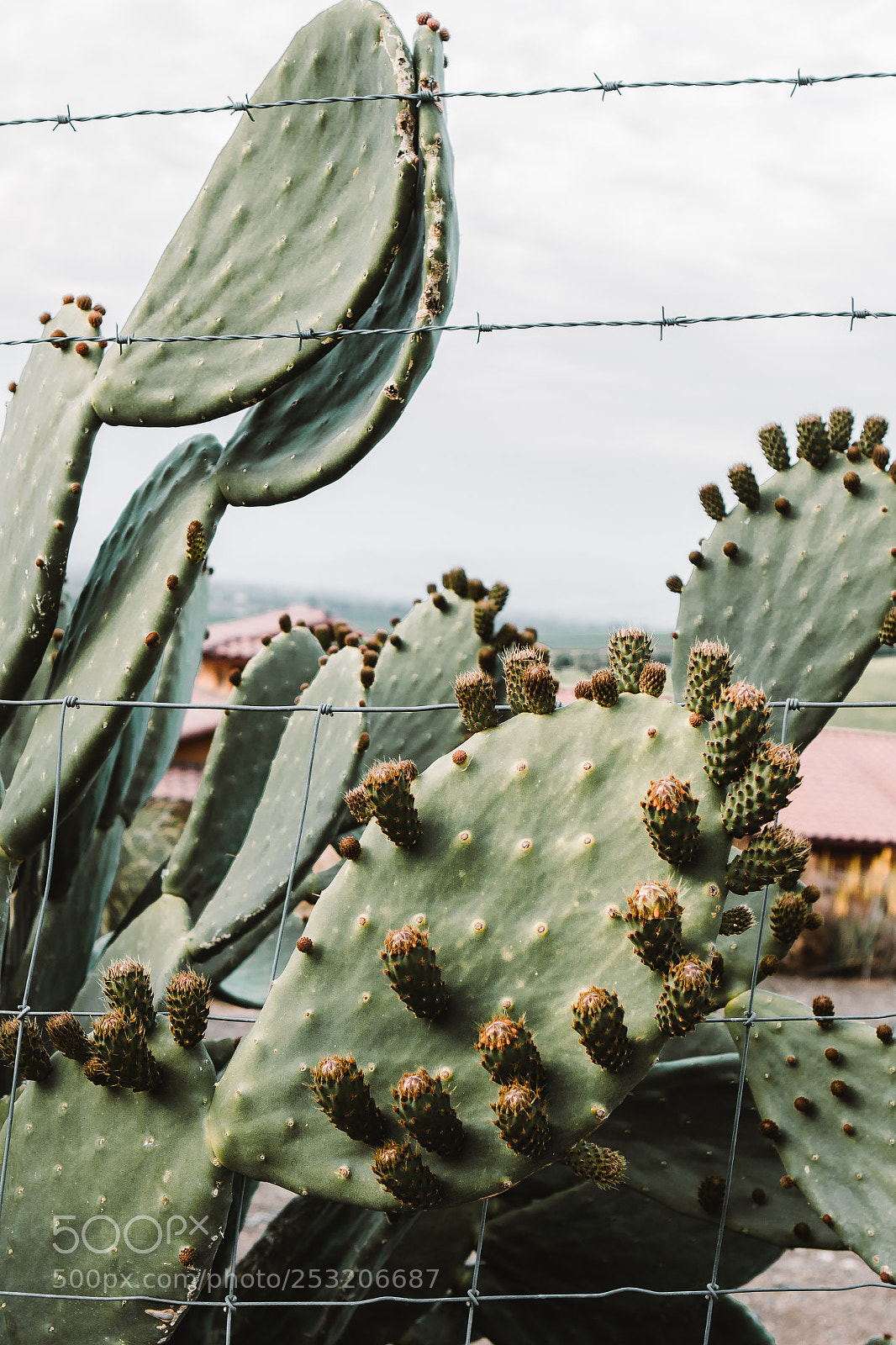 Canon EOS 7D Mark II sample photo. Cactus photography