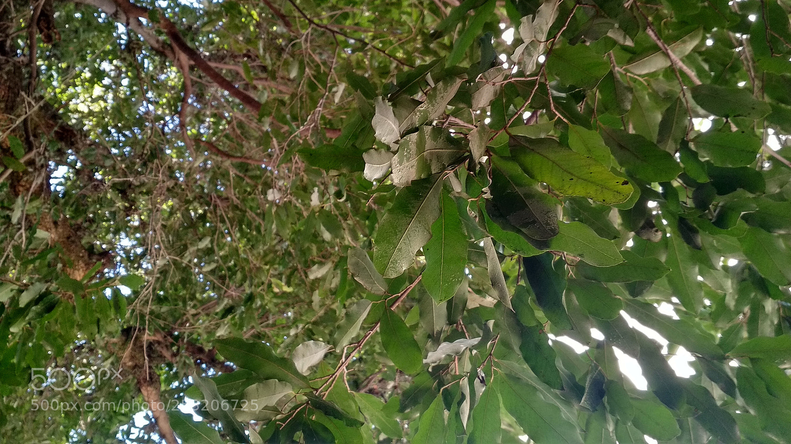 Xiaomi Redmi 4X sample photo. Untitled photography