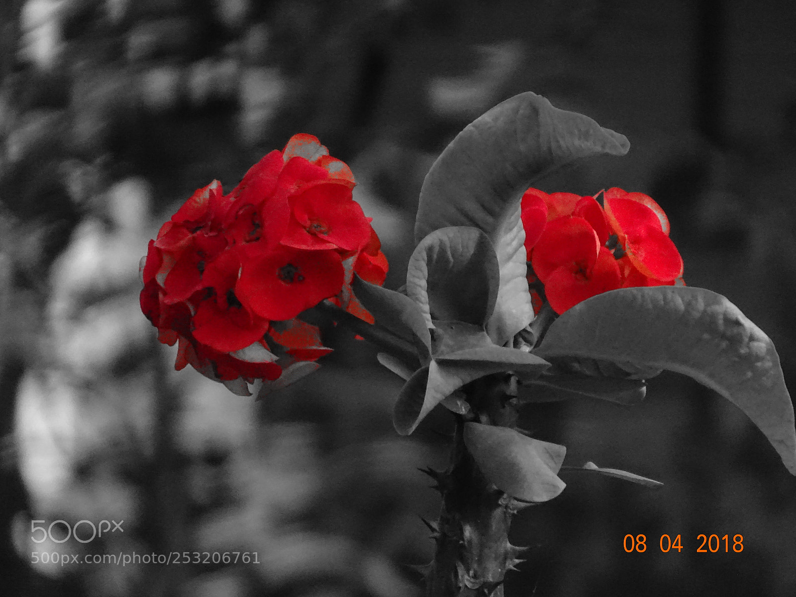 Sony Cyber-shot DSC-HX400V sample photo. Untitled photography